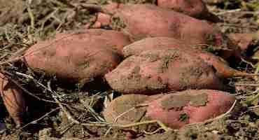 Auspicious Sweet Potato Harvest Winds Down