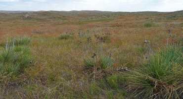 Pasture and Forage Minute: Yucca Control and Fall Irrigation