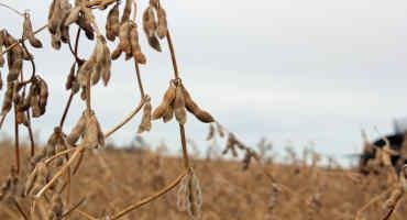 Soybean Residue Value