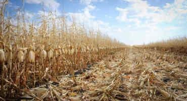Crop Progress: Harvested Corn At 80%, Soybeans At 97%