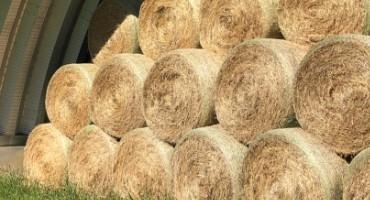 Cattle Nutrition: Stretching Hay When Supplies are Tight