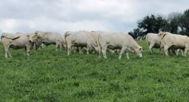 How to Evaluate Animal Performance in the Cow-Calf Herd