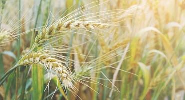 Alberta farmers support amalgamation