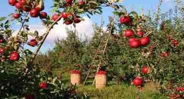 Summer Mechanical Hedging to Prune Eight Cider Apple Cultivars
