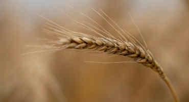 Wheat Prices Up Amid War, Expanding Drought