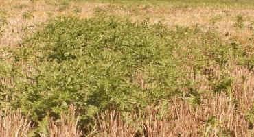 Can Weeds Still Be Controlled in November?