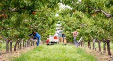 Labor Shortages Continue to Impact Farmers