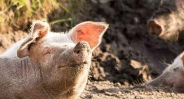 Piggy In The Middle: Pig Aggression Reduced When A Bystander Pig Steps In