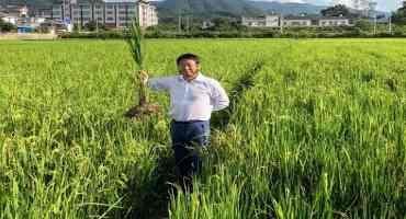Could this Cheaper, more Climate-friendly Perennial Rice Transform Farming?