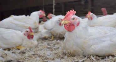 Poultry Producers Are Extra Cautious After HPAI Case