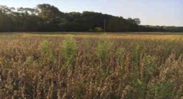 Fall Herbicide Applications in Dry Conditions