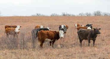 K-State Beef Cattle Veterinarians Explain A Blood-Borne Disease That Can Afflict Herds In The Fall