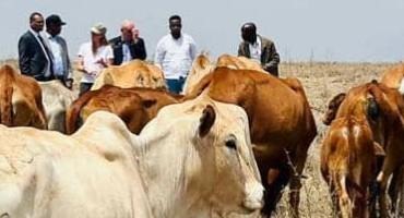 1.6 Million Pastoralists In The Horn Of Africa To Benefit From A Regional Scheme To Protect Against Drought