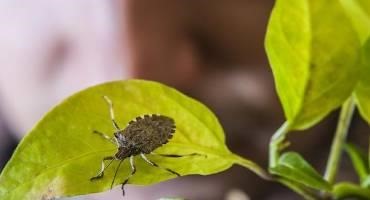 Large Increase of Brown Marmolated Stink Bugs Poses Serious Threat to Oregon Crops