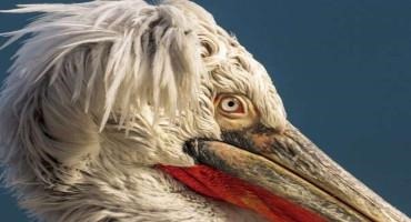 Dead White Pelican Found On Grounds Of San Diego Safari Park Tests Positive For Bird Flu