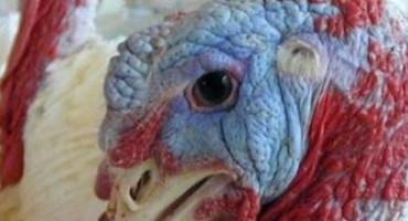 Rising Avian Flu Cases Harm Producers, Poultry Prices