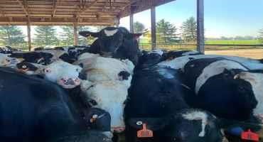 What we know about Buller Steer Syndrome in Feedlot Steers