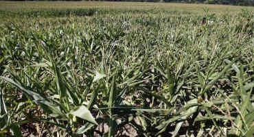 GMO Skeptics Still Distrust Big Agriculture's Climate Pitch