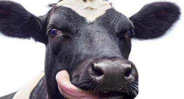 Hemp May Get Cows High, But Will Their Milk Do The Same To You?