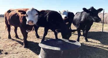 Forages, Time Of Year Influence Mineral Supplementation