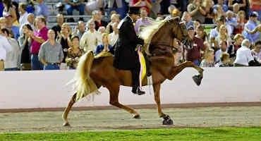 House Passes PAST Act to End Equine Abuse at Horse Shows