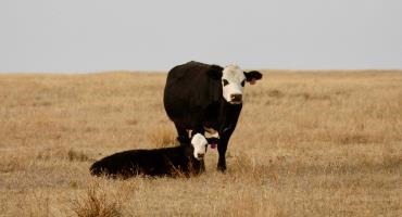 Ontario cattle remain high in numbers