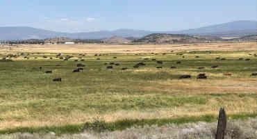 Helping Ranchers Learn from the Wild