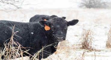 Hay Shortage Means High Costs For Oklahoma Ranchers As Winter Arrives