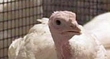Experts Remind Poultry Flock Owners That Avian Flu Risk Remains