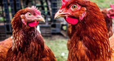 Highly Pathogenic Avian Influenza Confirmed in Missouri Poultry Flock