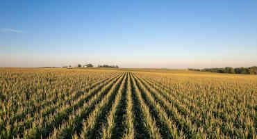 Historical Corn Price Evolution Implications for Pre-harvest Hedging