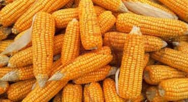 Illinois Researchers Say Higher Temperatures Spell Uncertainty for Sweet Corn