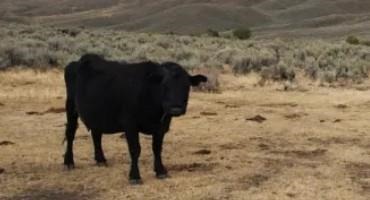 University Of Wyoming Analysis Proves The Economic Irrelevance Of Public-Land Livestock Grazing
