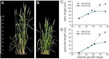 New 'Green Revolution' Gene Discovery Sows Hope Of Drought Resilient Wheat