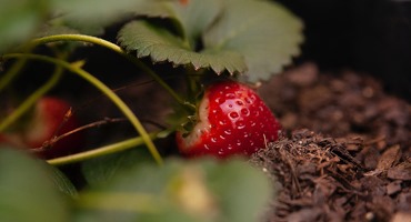 K-State's Upham Says Mulching Strawberry Plants Can Help Plants Adjust To The Cold