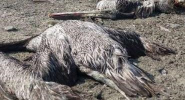 Bird Flu Kills Almost 14,000 Pelicans, Seabirds In Peru