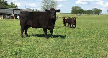 Cattle Economics: Cattle Prices and Rockets