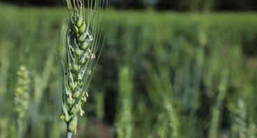 Crop Progress: Minor Improvement in Winter Wheat Condition