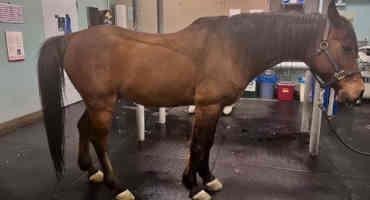 Collaborative Care Saves Horse from Chronic Colic Condition