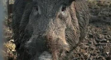 Feral Hog Control: 8 Years, Some Progress, $2.5B Damage/Year