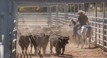 Slow is Fast and Fast is Slow: Safe Cattle Handling