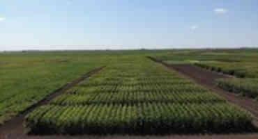 NDSU Releases Corn Hybrid Variety Trial Results