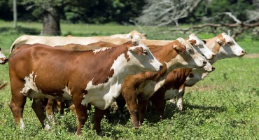 Basic Genomic Principles for Beef Cattle