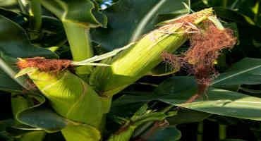 YEAREND: Arkansas Pushes Corn through Drought, Rakes in More Winter Wheat Despite Rains