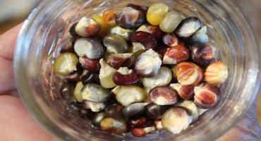 ARS Project Supports Indigenous Seed Sovereignty