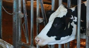 A Holistic Approach: Enhancing Well-being and Boosting Productivity in Dairy Cows