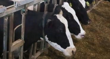 Could Feeding Seaweed To Wisconsin Dairy Cows Help Fight Climate Change?