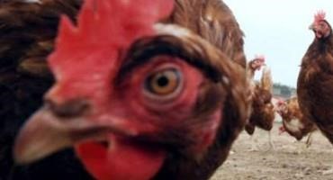 Israeli Technology Aims To Curb Male Chick Culling