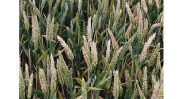 Harmful Fungal Toxins In Wheat Are A Growing Threat, Says Study