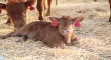 NDSU Extension Offers Winter Webinar To Junior Beef Producers